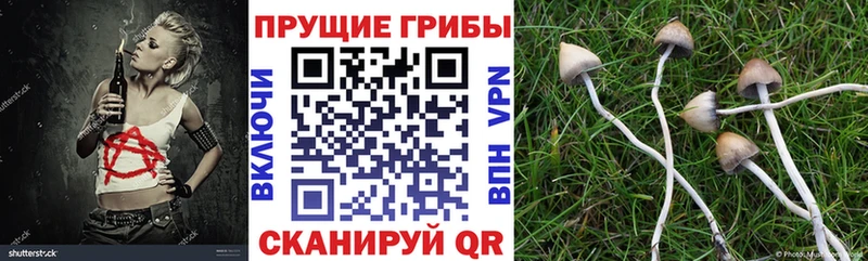Псилоцибиновые грибы прущие грибы  Кораблино 
